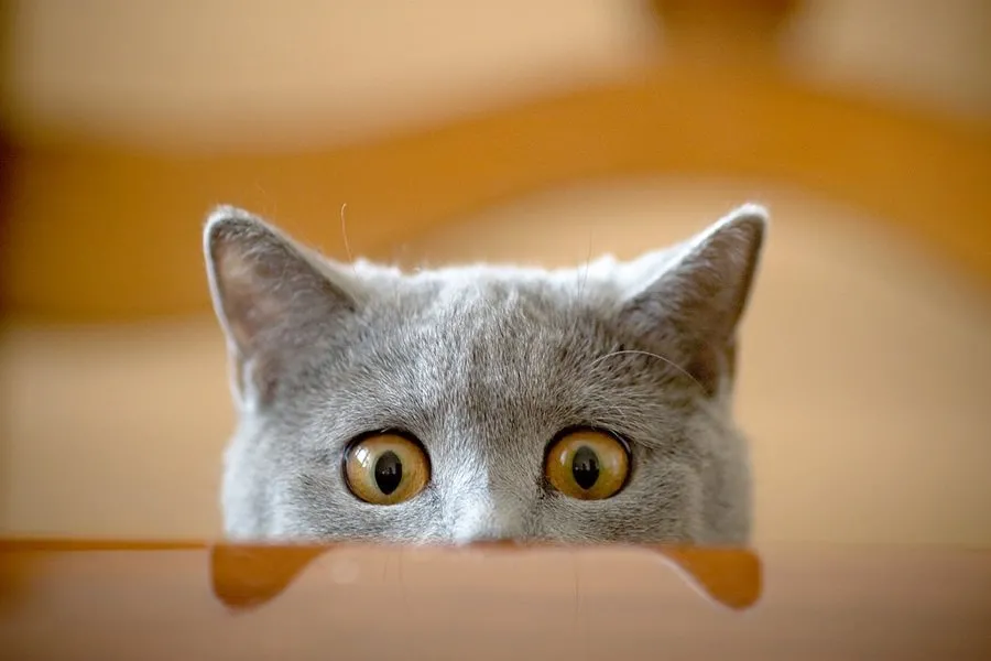 KEDİLER NE ZAMAN KISIRLAŞTIRILMALI ?