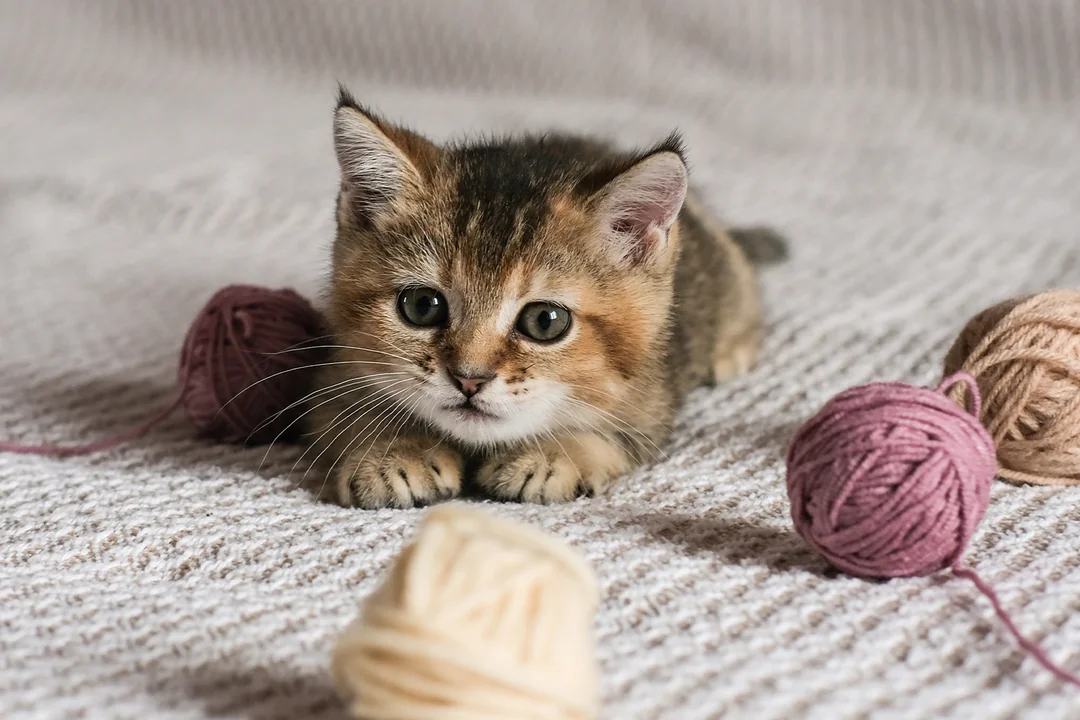 YAVRU KEDİLER NE ZAMAN SÜTTEN KESİLİR ?