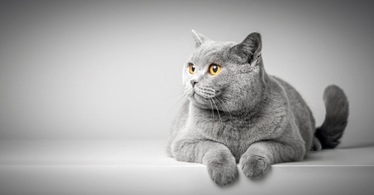 Hamile Kediniz İçin Doğum Alanı Nasıl Hazırlanır?