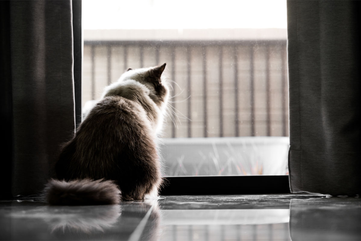 Kedi Evde Ne Kadar Süre Yalnız Kalabilir?