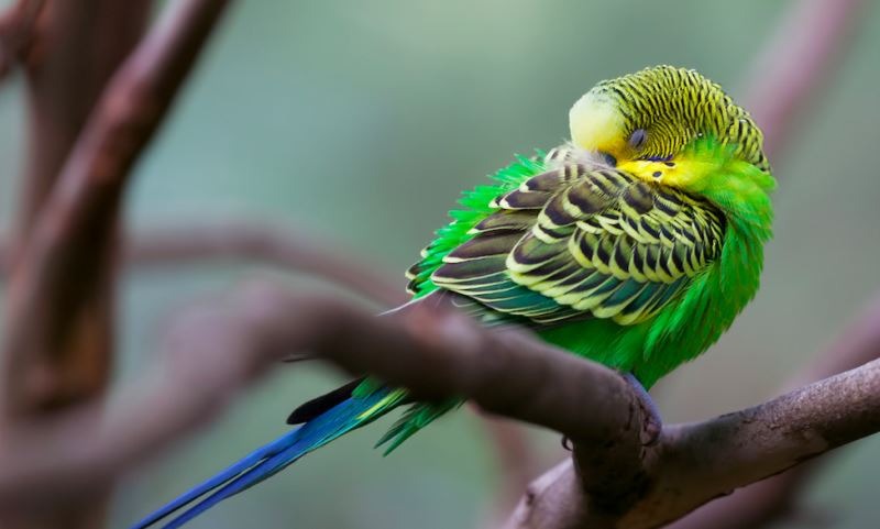 Kuşlar Kaç Saat Uyur?