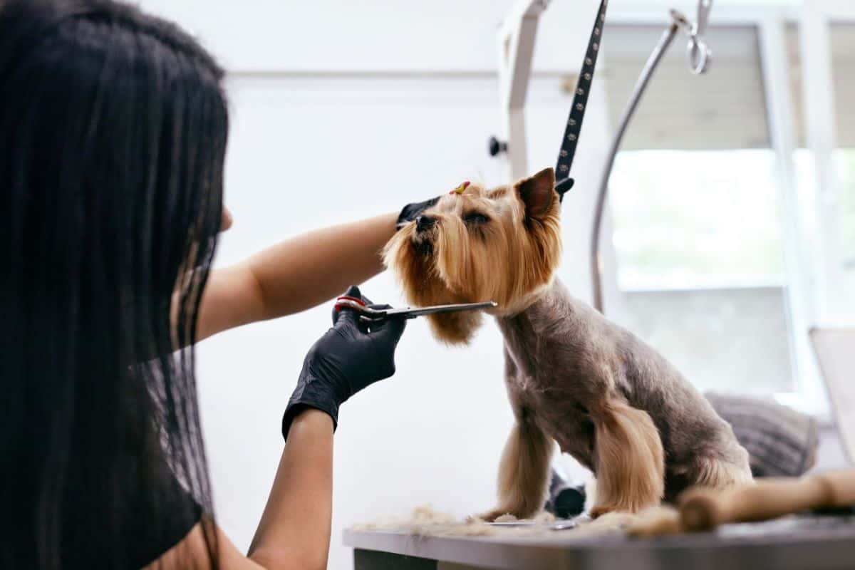 KÖPEKLERDE KITIK AÇIMI VE TÜY BAKIMI NASIL YAPILIR ? 