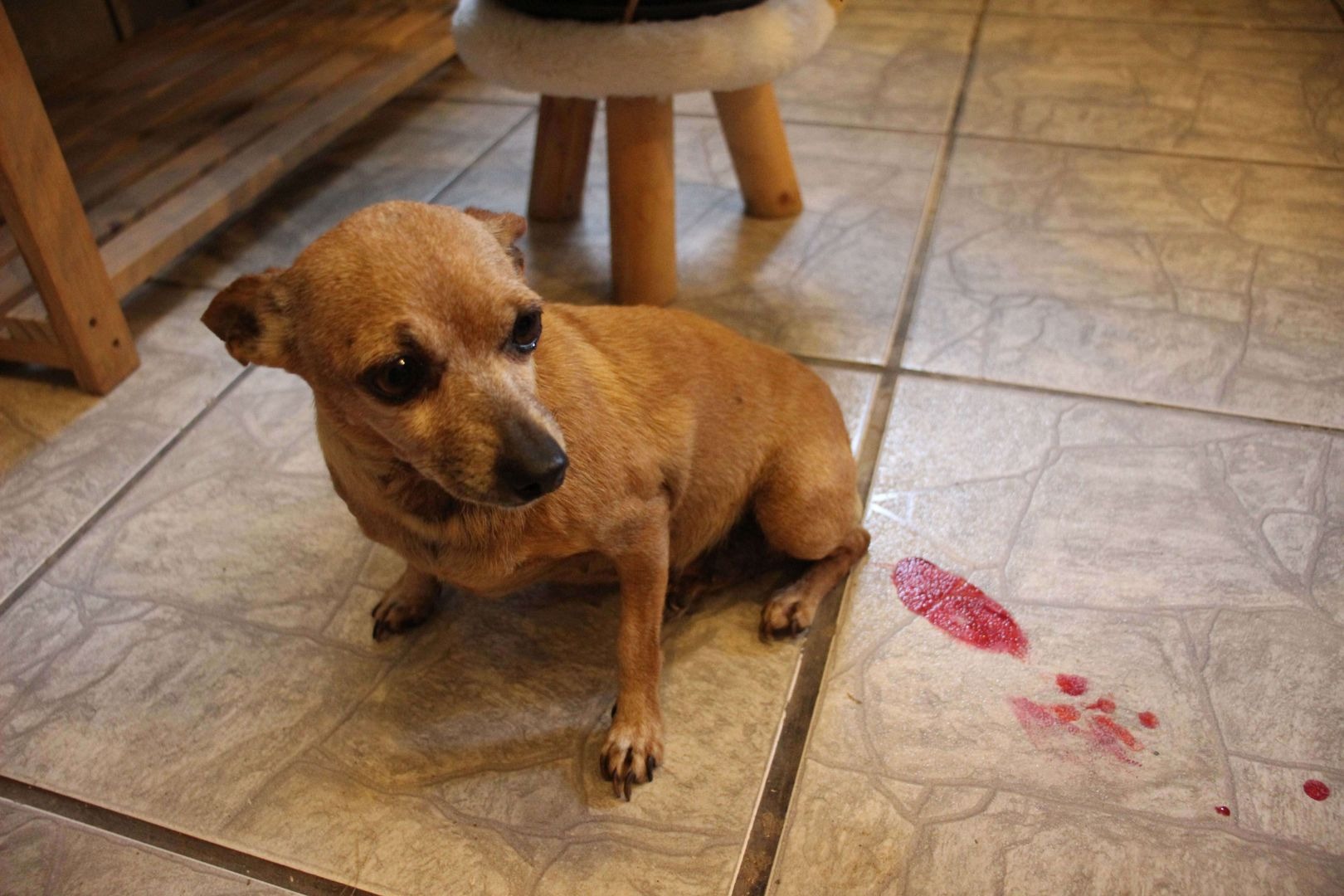 Dişi Köpeğinizin İlk Kızgınlık Dönemi Nedir Ve Ne Yapılmalı?