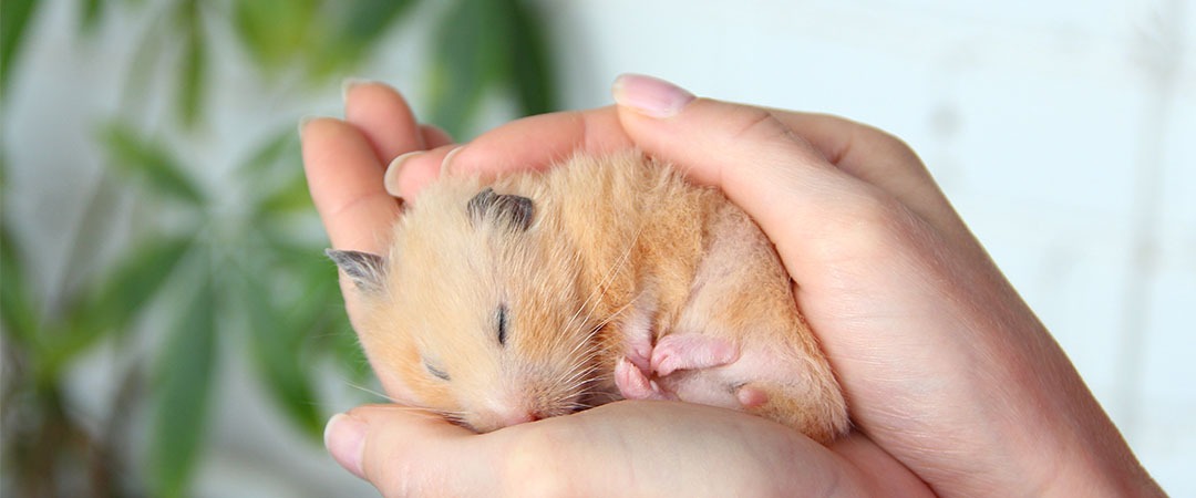 Kemirgenler Sahiplerini Tanır mı?