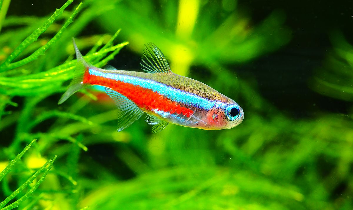 Neon Tetra