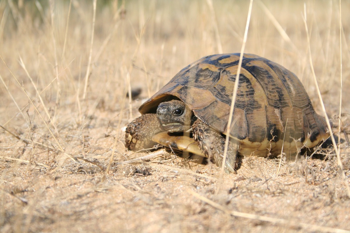 Kara Kaplumbağaları Evde Nasıl Beslenir ?