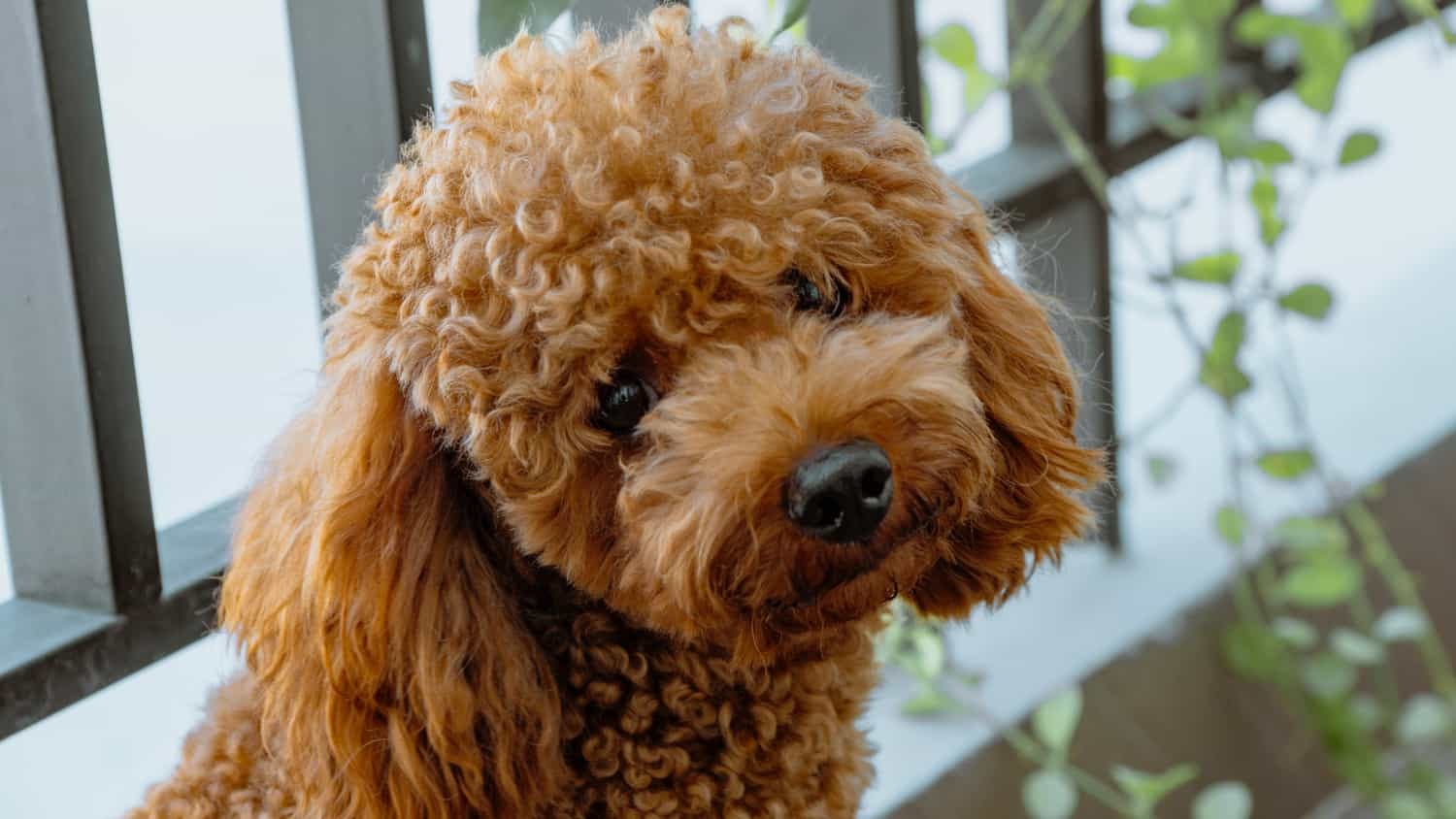 Somon Yağının Köpekler Üzerindeki Etkileri Nelerdir?