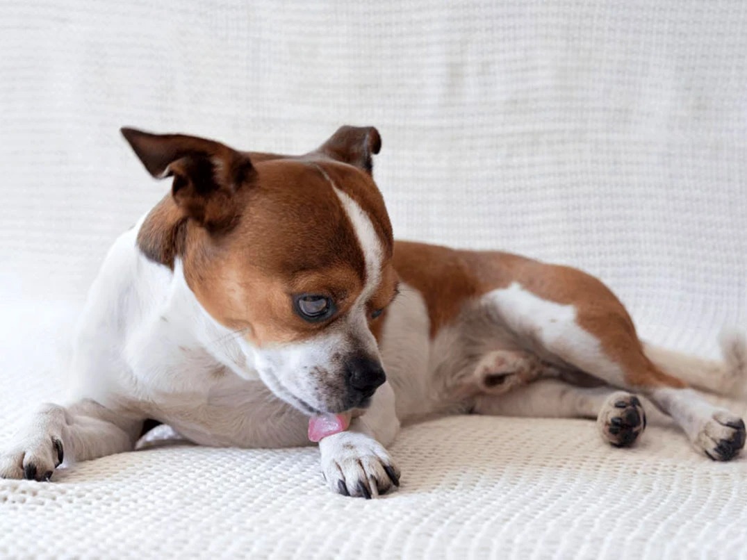 Köpekler Neden Patilerini Yalar?