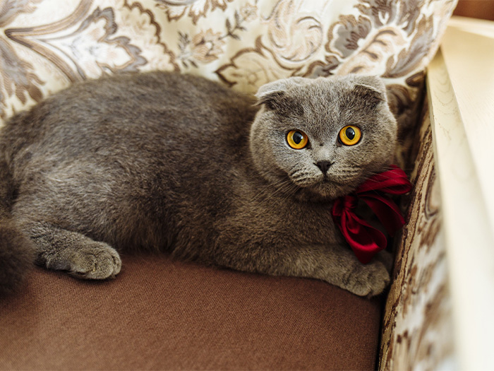 Scottish Fold Kedisi: Özellikleri, Bakımı ve Beslenmesi