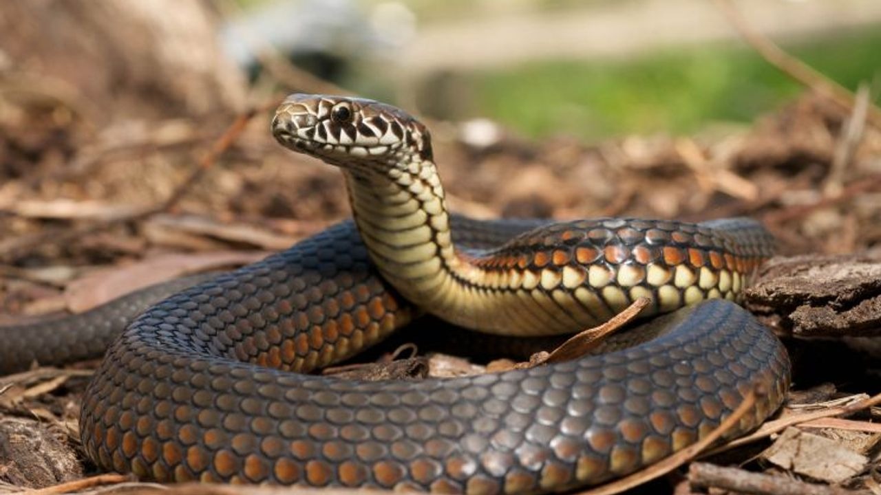 Sürüngen Almadan Önce Yapılması Gerekenler Nelerdir?