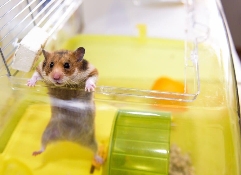 Hamsterların Kafesi Nasıl Temizlenir?