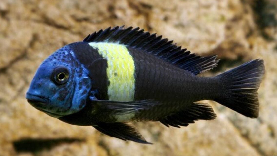 Cichlid Türleri