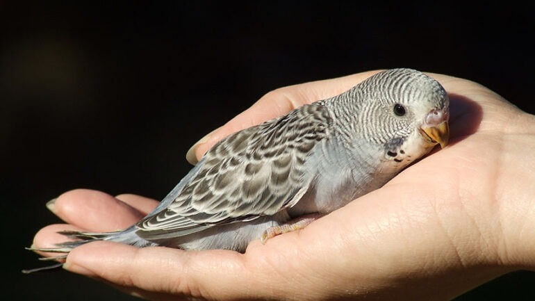 Yavru Muhabbet Kuşu Ne Yer, Nasıl Beslenir?