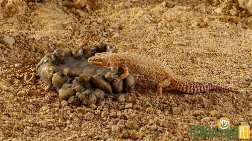 Exo Terra Corner Water Di̇sh Sürüngen Mama Ve Su Kabı L - 16 x 18 x 5.5 Cm