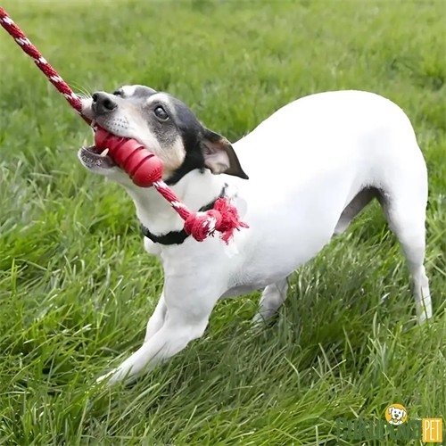 Kong Dental İpli Köpek Oyuncağı S - 8 Cm