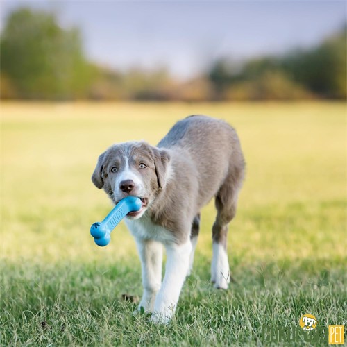 Kong Goodie Bone Ödül Hazneli Yavru Köpek Oyuncağı Karışık Renkli - S / 12 Cm