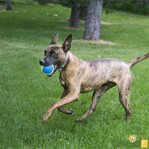 Kong Squekair Top Köpek Oyuncağı 3 Adet - 6 Cm