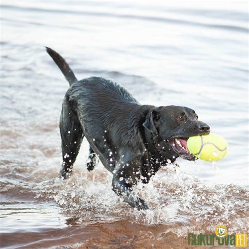Kong Air Dog Amerikan Futbol Topu Şeklinde Kumaş Köpek Oyuncağı S - 8.5 Cm