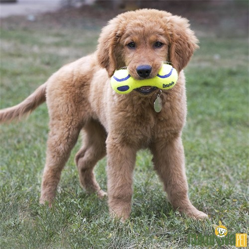 Kong Air Dog Dambıl Şeklinde Kumaş Köpek Oyuncağı S - 13 Cm