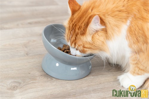Trixie Kedi & Köpek Büyük Seramik Mama ve Su Kabı 350 Ml - 17 Cm