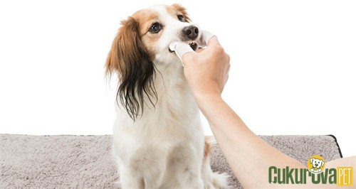Trixie Dental Care Kedi & Köpek Diş Temizleme Mendili 50 Adet