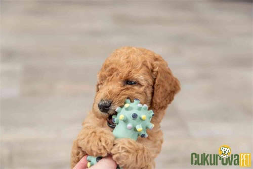 Trixie Mini Dumbell Lateks Köpek Oyuncağı Karışık Renkli - 10 Cm