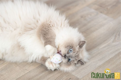 Trixie Kedi Otlu Hışırtılı Dondurmalı ve Kekli Peluş Kedi Oyuncağı 7 Cm