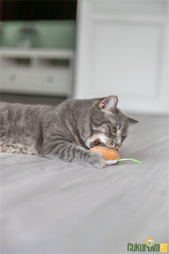 Trixie Kedi Otlu Hışırtılı Dondurmalı ve Kekli Peluş Kedi Oyuncağı 7 Cm