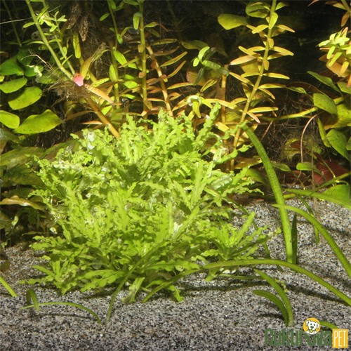 Jbl Sansibar Grey Akvaryum Kumu Gri 0.2 - 0.6 Mm / 5 Kg