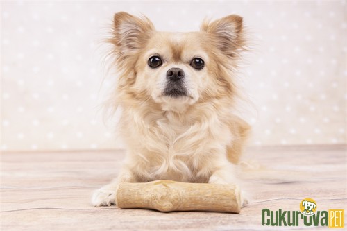 Flamingo Java Çubuklu Çiğneme Tahtası Köpek Oyuncağı M - Açık Kahverengi