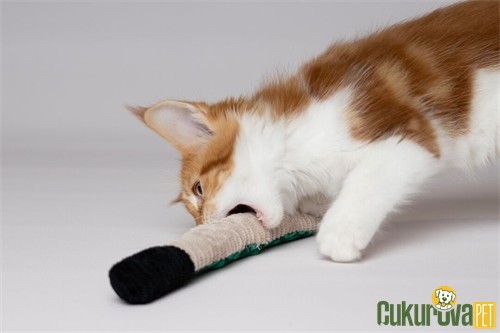 Flamingo Sissco Yılan Peluş Kedi Oyuncağı Karışık Renki 37 Cm