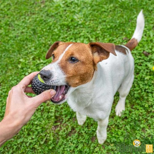 Ferplast Chewa Boing Ödül Hazneli Top Köpek Oyuncağı 6.3 Cm