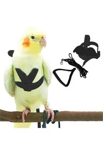 KUŞ TASMASI KUŞ TASMASI